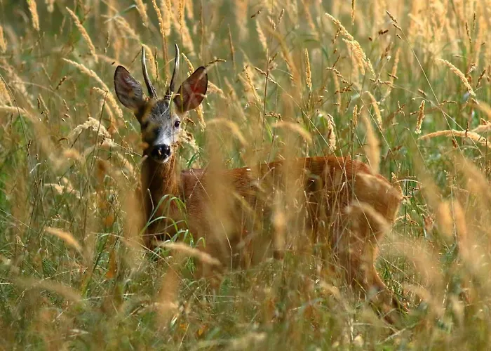شقة Stueble Kabinok *